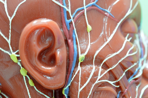 Lymphatic,System,Of,Human Close-up of a human anatomical model showing the ear and side of the face, with detailed representations of nerves (white), veins (blue), arteries (red), and lymph nodes (yellow).